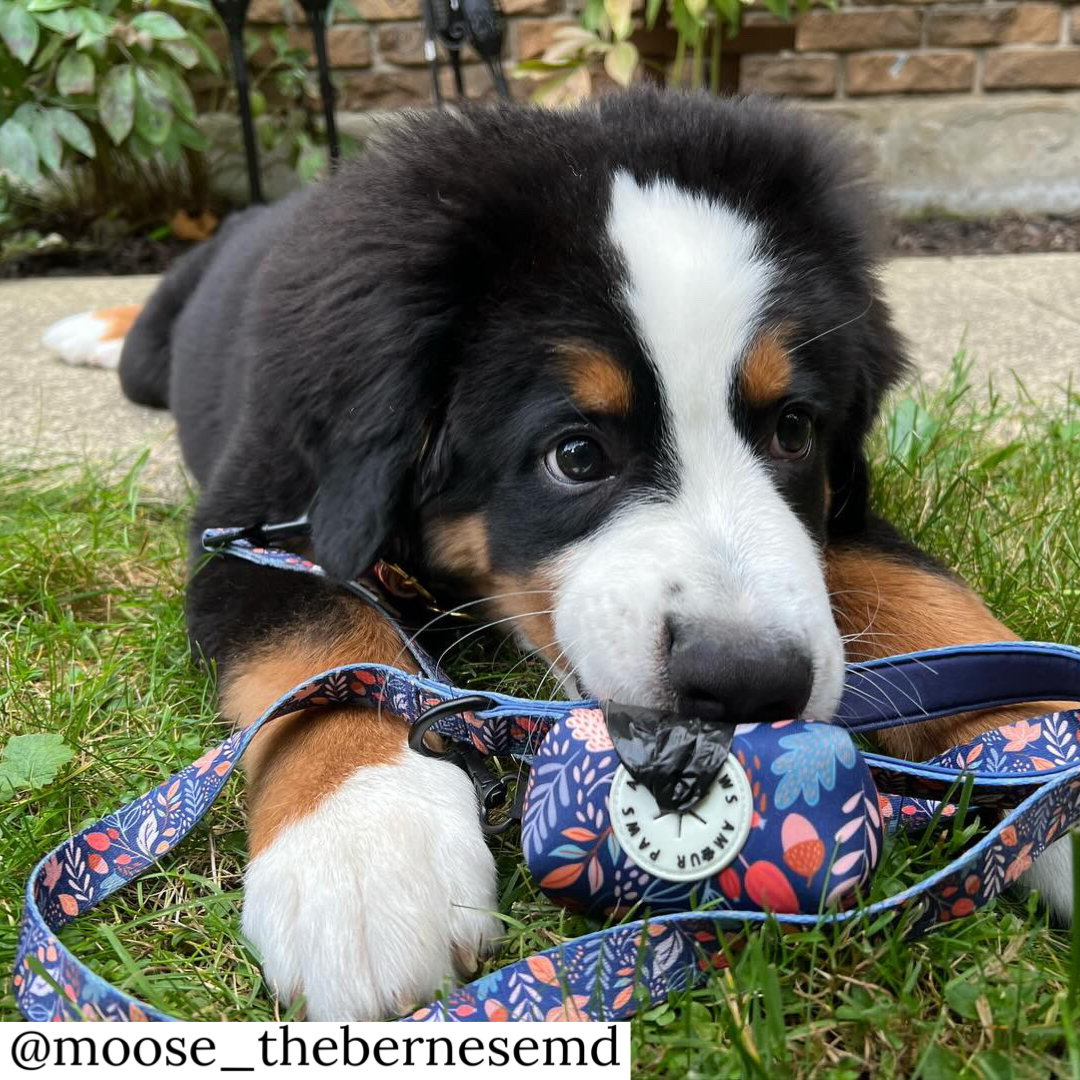 Leash: Fall-ing Fur you