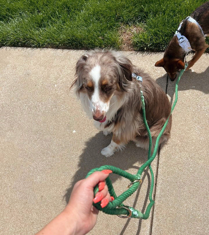 Rope Leash: Santiago