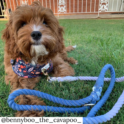 Rope Leash: Morocco