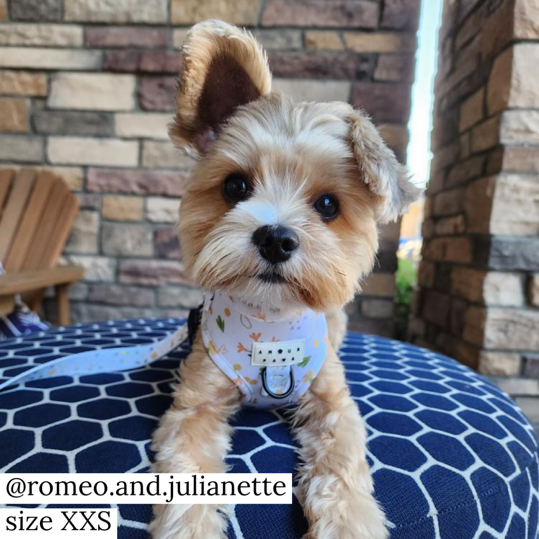 Corgi sales yorkie puppies